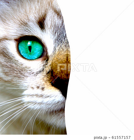 Close up view of cat with green eyes. Cut Close up view of cat with green eyes. Cut 61557157