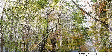 角館 武家屋敷 桜 春 満開 観光名所 自然 青空 晴れ 東北地方 仙北市 秋田県 角館 武家屋敷 桜 春 満開 観光名所 自然 青空 晴れ 東北地方 仙北市 秋田県 61557262