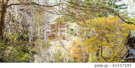 角館 桜 春 満開 観光名所 自然 青空 晴れ 東北地方 仙北市 秋田県 角館 桜 春 満開 観光名所 自然 青空 晴れ 東北地方 仙北市 秋田県 61557395