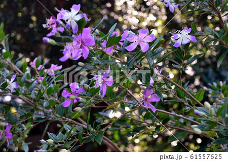"リトルエンジェル"ノボタンの花 "リトルエンジェル"ノボタンの花 61557625