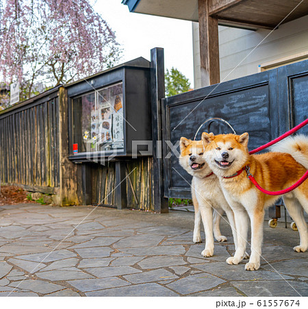 角館　武家屋敷　桜　春　満開　観光名所　自然　青空　晴れ　東北地方　仙北市　秋田県 61557674