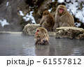 温泉猿 61557812