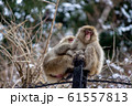 温泉猿 61557813