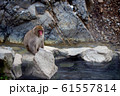 温泉猿 61557814