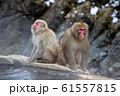 温泉猿 61557815