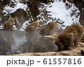 温泉猿 61557816