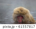 温泉猿 61557817