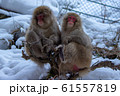 温泉猿 61557819