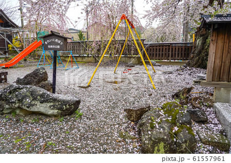 満開の桜と地上に落ちた桜の花びら　松庵寺公園　角館町　仙北市　秋田県 61557961