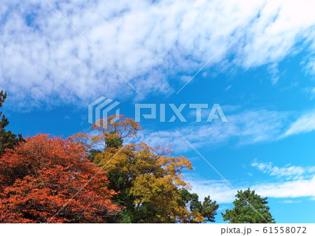 紅葉と青空と雲 紅葉と青空と雲 61558072