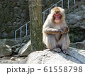 おさるさん 61558798