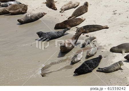 あざらし 61559242