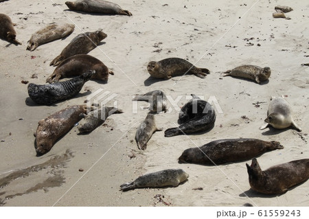 あざらし 61559243