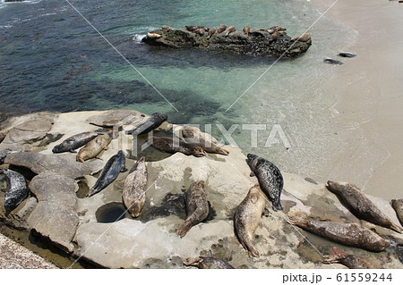 あざらし 61559244