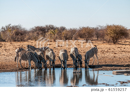 A group of Zebras in Etosha A group of Zebras in Etosha 61559257