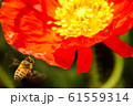 アイスランドポピーとミツバチ 61559314