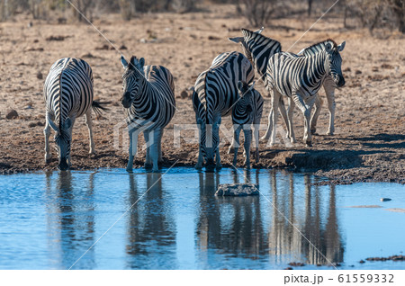 A group of Zebras in Etosha 61559332