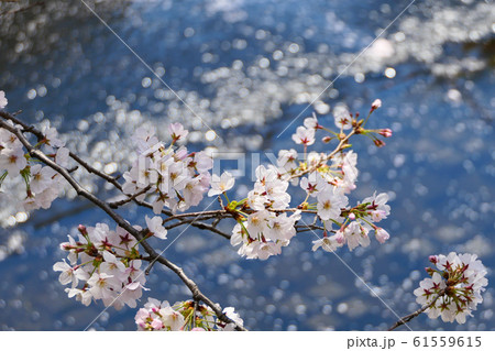 目黒川の桜。4月初旬。目黒、東京、日本。 61559615