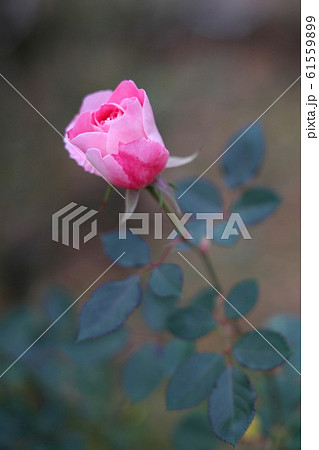 薔薇　ケアフリーワンダー 61559899