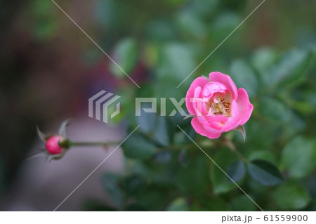 薔薇　サマーモルゲン 61559900