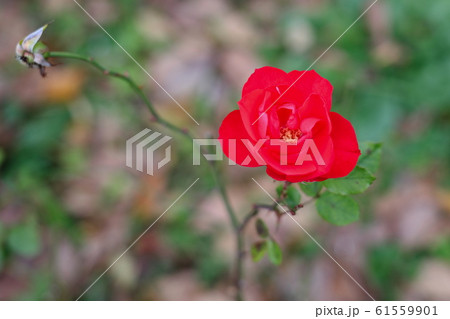 薔薇 ラ・セビリアーナ 薔薇 ラ・セビリアーナ 61559901