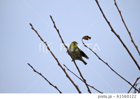 大牟田市 三池港 メジロ 大牟田市 三池港 メジロ 61560122