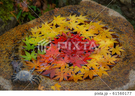 七色の紅葉 七色の紅葉 61560177