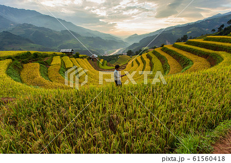Green terraced rice fields at Mu Cang Chai Green terraced rice fields at Mu Cang Chai 61560418