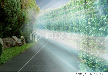 Light ray in walk way at nautre park. Light ray in walk way at nautre park. 61560479