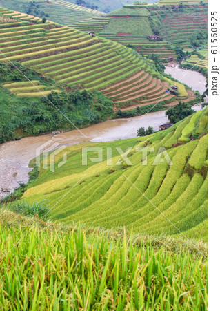 Green terraced rice fields at Mu Cang Chai 61560525