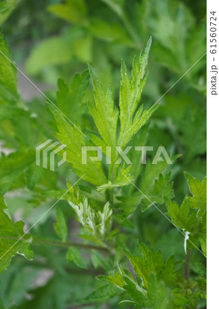 ヨモギ 蓬 Japanese mugwort ヨモギ 蓬 Japanese mugwort 61560724