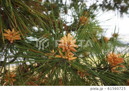 マツ 松 まつ Pinus 木 雄花 雄花穂 雄しべ マツ 松 まつ Pinus 木 雄花 雄花穂 雄しべ 61560725