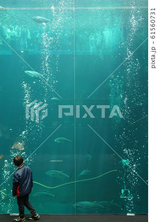 環境水族館 アクア マリンふくしま ふくしま海洋科学館 水族館 子供 ダイバー 清掃 巨大 環境水族館 アクア マリンふくしま ふくしま海洋科学館 水族館 子供 ダイバー 清掃 巨大 61560731