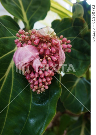 メディニラ　熱帯性花木　熱帯の宝石　メディニラ・マグニフィカ　 Medinilla Magnific 61560732