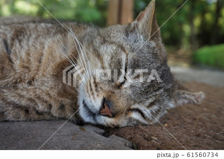 ネコ 野良猫 cat 多々良沼 群馬県 館林市 邑楽町 多々良沼公園の写真