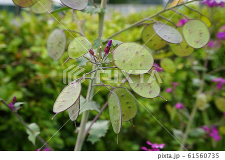 ゴウダソウ 合田草 Lunaria Annua ルナリア ギンセンソウ ギンカソウ こばんそう 果実の写真素材