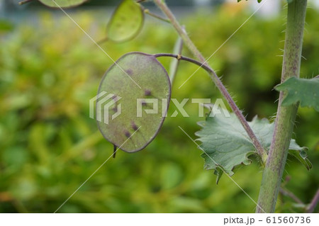 ゴウダソウ 合田草 Lunaria Annua ルナリア ギンセンソウ ギンカソウ こばんそう 果実の写真素材