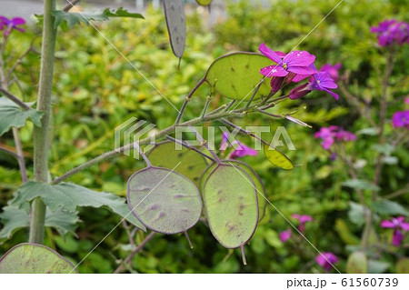 ゴウダソウ 合田草 Lunaria Annua ルナリア ギンセンソウ ギンカソウ こばんそう 果実の写真素材