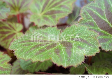 ユキノシタ 雪の下 Strawberry Geraniu イドグサ ミミダレグサ ユキノシタ 雪の下 Strawberry Geraniu イドグサ ミミダレグサ 61560759