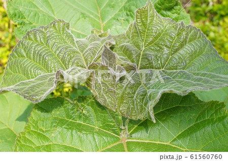 キリ　桐　植物　葉 61560760