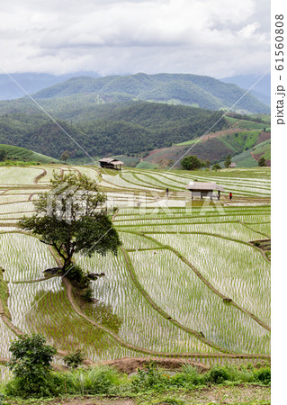 Green Terraced Rice Field in Pa Pong Pieng 61560808