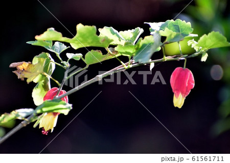 ウキツリボク 赤と黄色の花 61561711