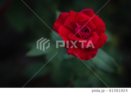 Red Rose- Single red rose growing with greenery in the background. Selective focus on the rose. 61561924