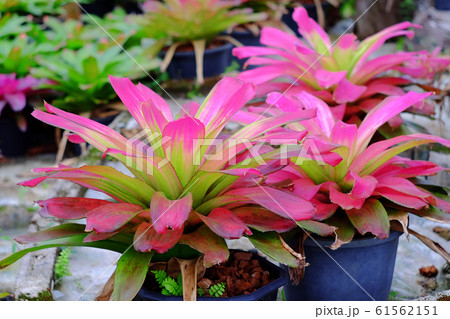 Neoregelia tropical plant in garden. 61562151