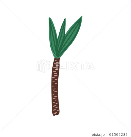Palm tree in hand drawn style isolated on white background. Palm tree in hand drawn style isolated on white background. 61562285