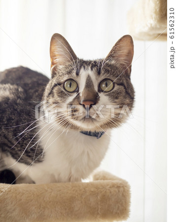 キャットタワーに座る猫 61562310