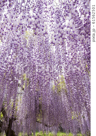 藤簾-兵庫県 白井大町藤公園 藤簾-兵庫県 白井大町藤公園 61562501
