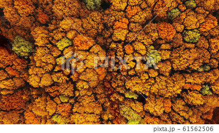 Aerial view from dron above autumn yellow forest. Aerial view from dron above autumn yellow forest. 61562506