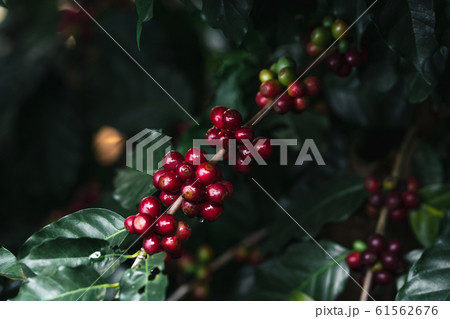Fresh red coffee red cherry coffee bean in hands Fresh red coffee red cherry coffee bean in hands 61562676