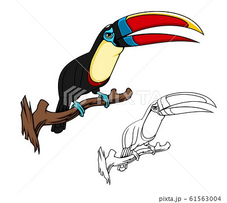 Citron throated toucan mascot, tropical bird Citron throated toucan mascot, tropical bird 61563004
